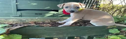 Italian Greyhound dogs for sale: Royal kennel club registered  - Advert 26