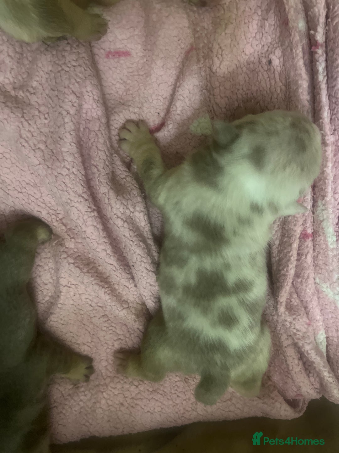 English Bulldog dogs for sale: English Bulldogs  - Image 12
