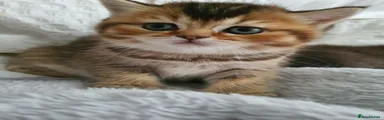 Garfield  Scottish Straight