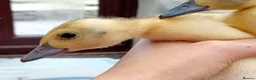 Ducks poultry for sale: Pure Silver Indian Runner Ducklings for SALE - Advert 8