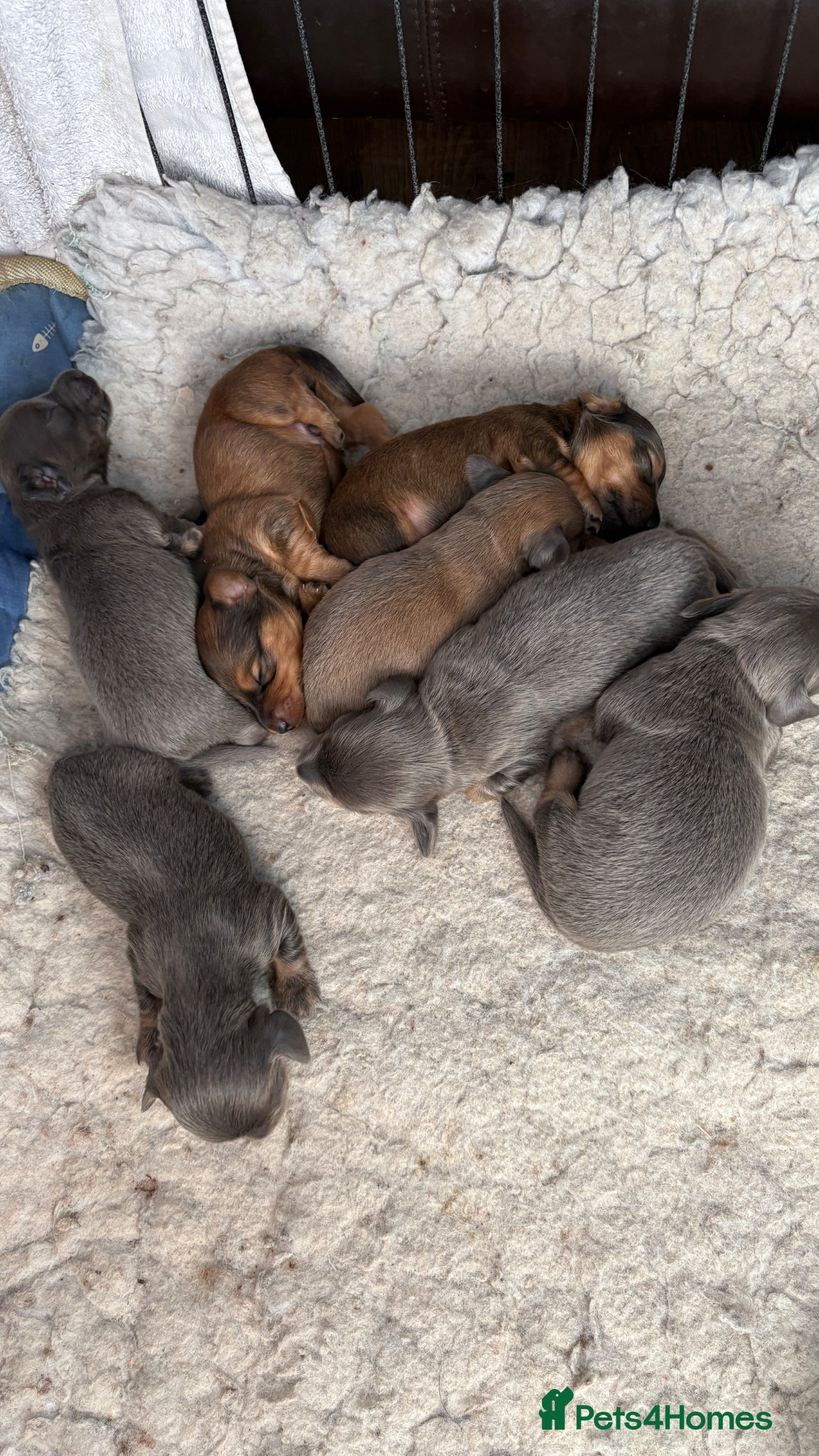 Miniature Dachshund dogs ♥️💙 LONG COAT DAXIS 💙♥️ - Advert 7