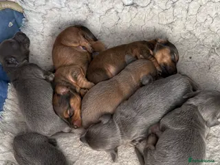 Miniature Dachshund dogs ♥️💙 LONG COAT DAXIS 💙♥️ - Advert 7