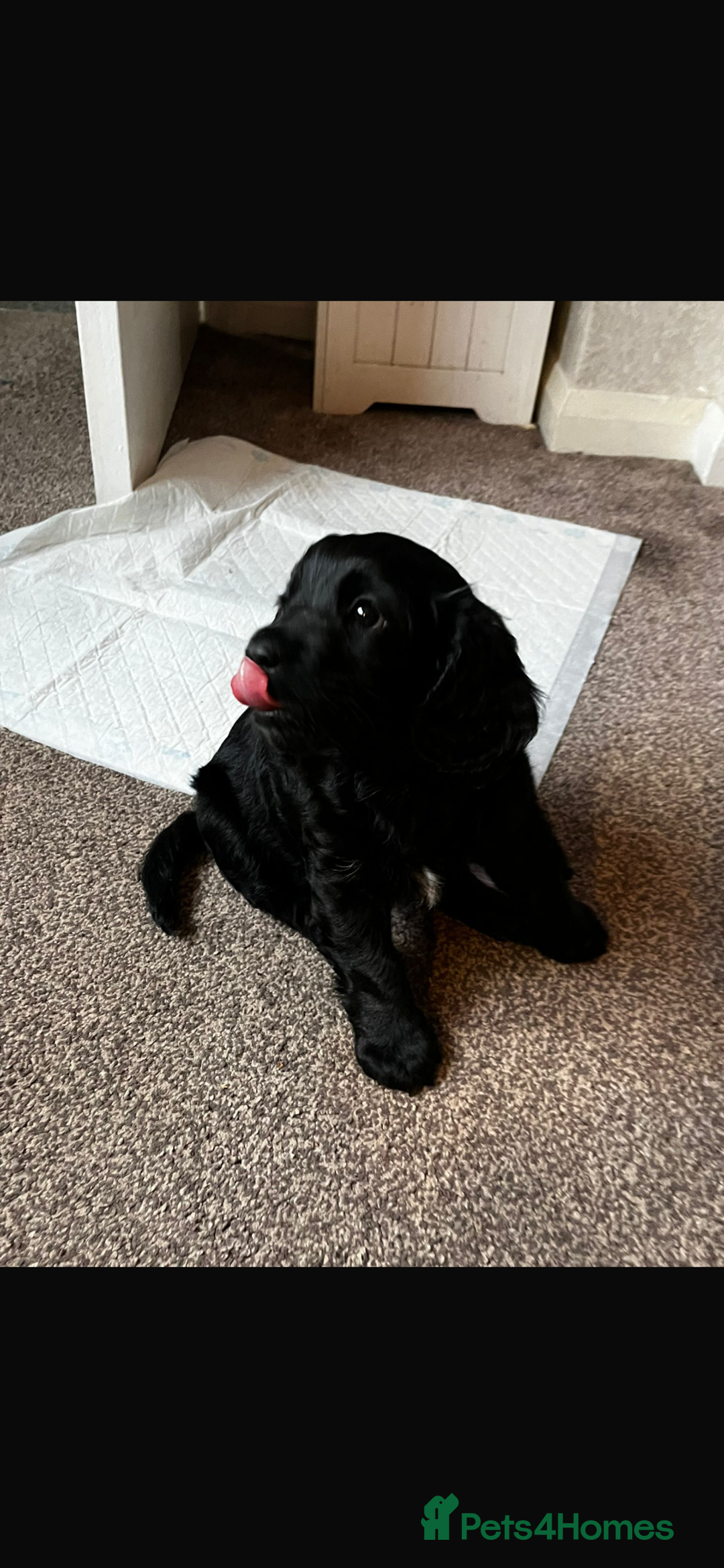 Cavapoo dogs for sale: Gorgeous Cavapoo puppies  - Advert 10