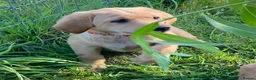 Labrador Retriever dogs for sale: KC Registered Labrador Retriever puppies  - Advert 4