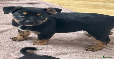 Mixed Breed dogs - Advert 7