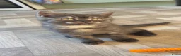 British Shorthair cats for sale: 🐾 Beautiful British Shorthair Kittens 🐾 - Advert 10