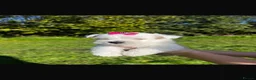 West Highland Terrier dogs for sale: Kennel club registered westies - Advert 8