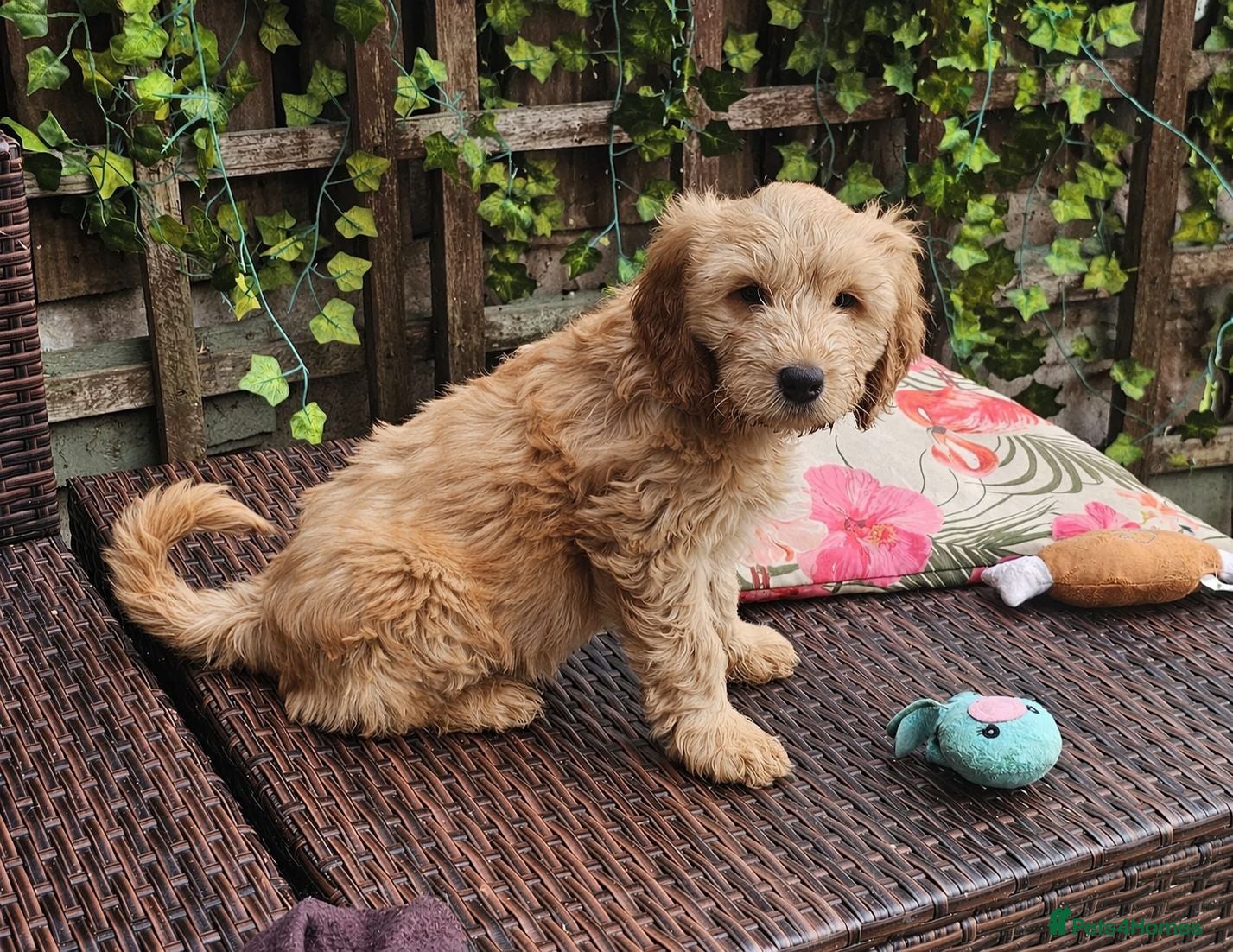 Cockapoo dogs Gorgeous Cockapoo pups - Ready now!!! - Advert 10
