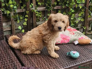 Cockapoo dogs Gorgeous Cockapoo pups - Ready now!!! - Advert 10