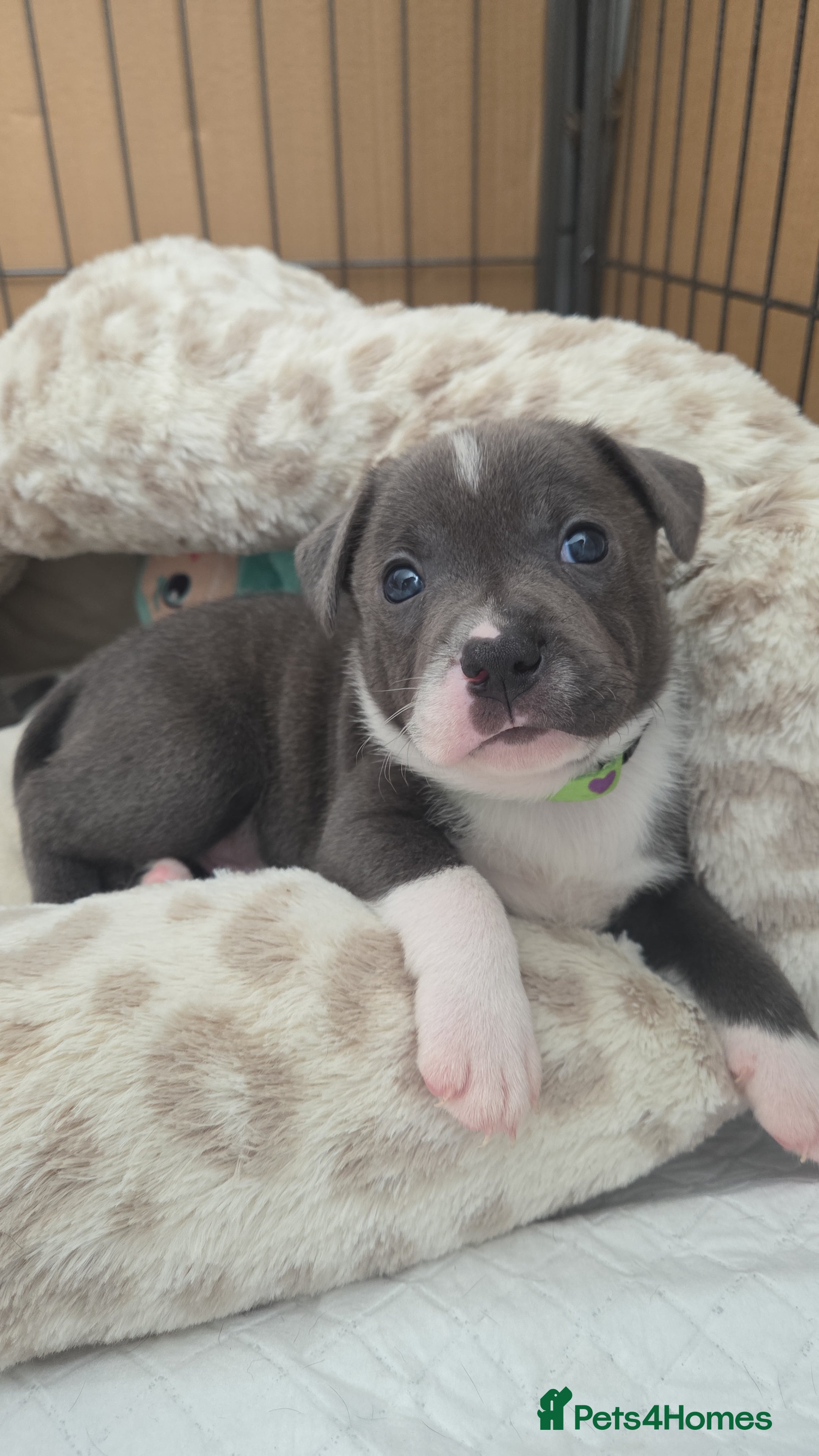 Staffordshire Bull Terrier dogs KC Reg Staffordshire Bull terrier puppies  - Advert 10