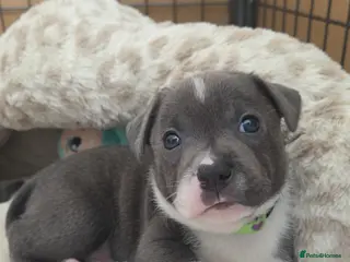 Staffordshire Bull Terrier dogs KC Reg Staffordshire Bull terrier puppies - Advert 10