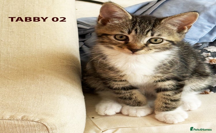 British Shorthair cats - Advert 15