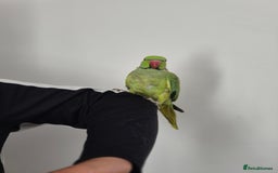 Ringnecks birds for sale: Green ringneck  - Image 4