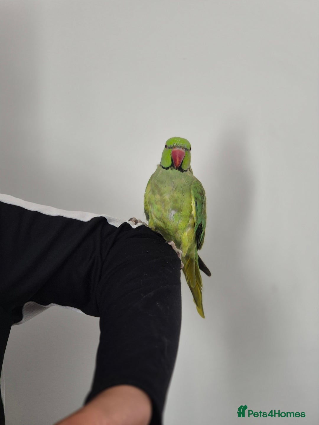 Ringnecks birds for sale: Green ringneck  - Image 4