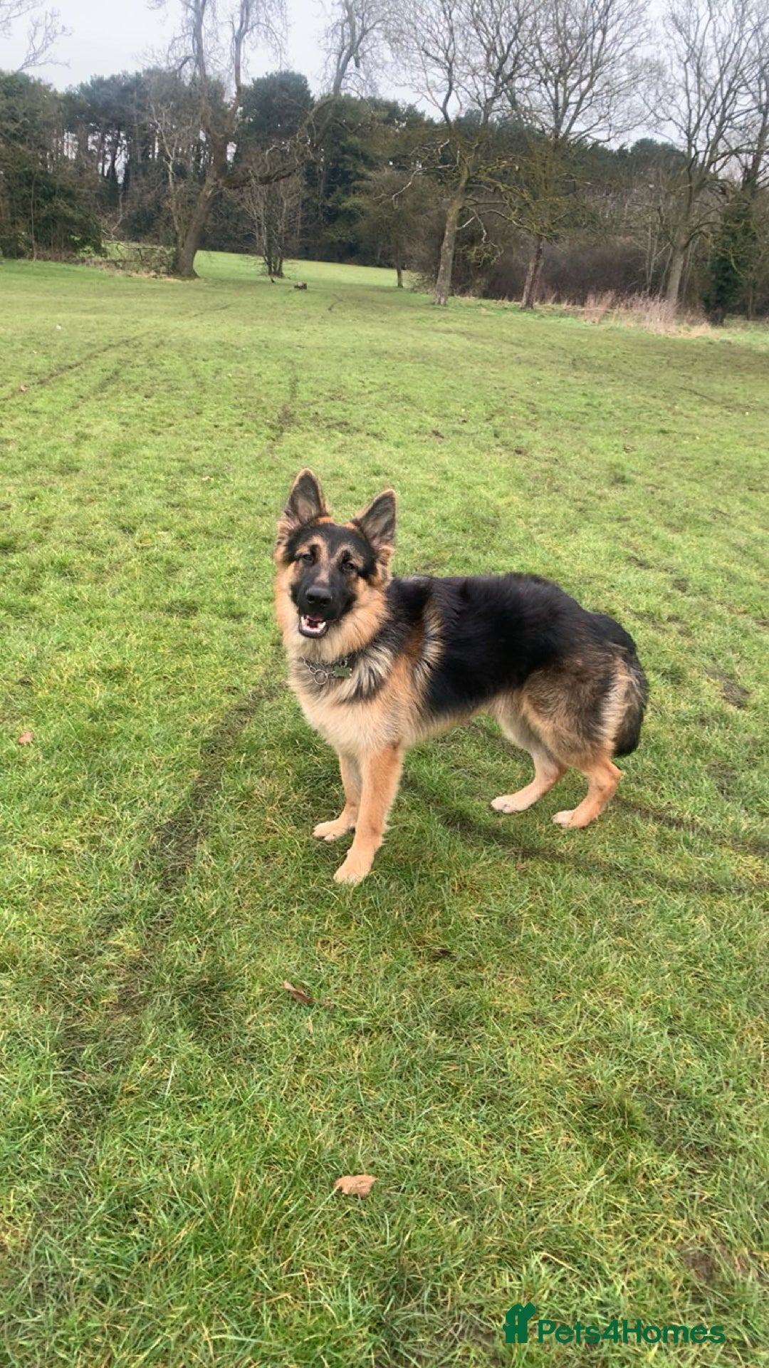 German Shepherd dogs for sale: German shepherd for sale - Image 4