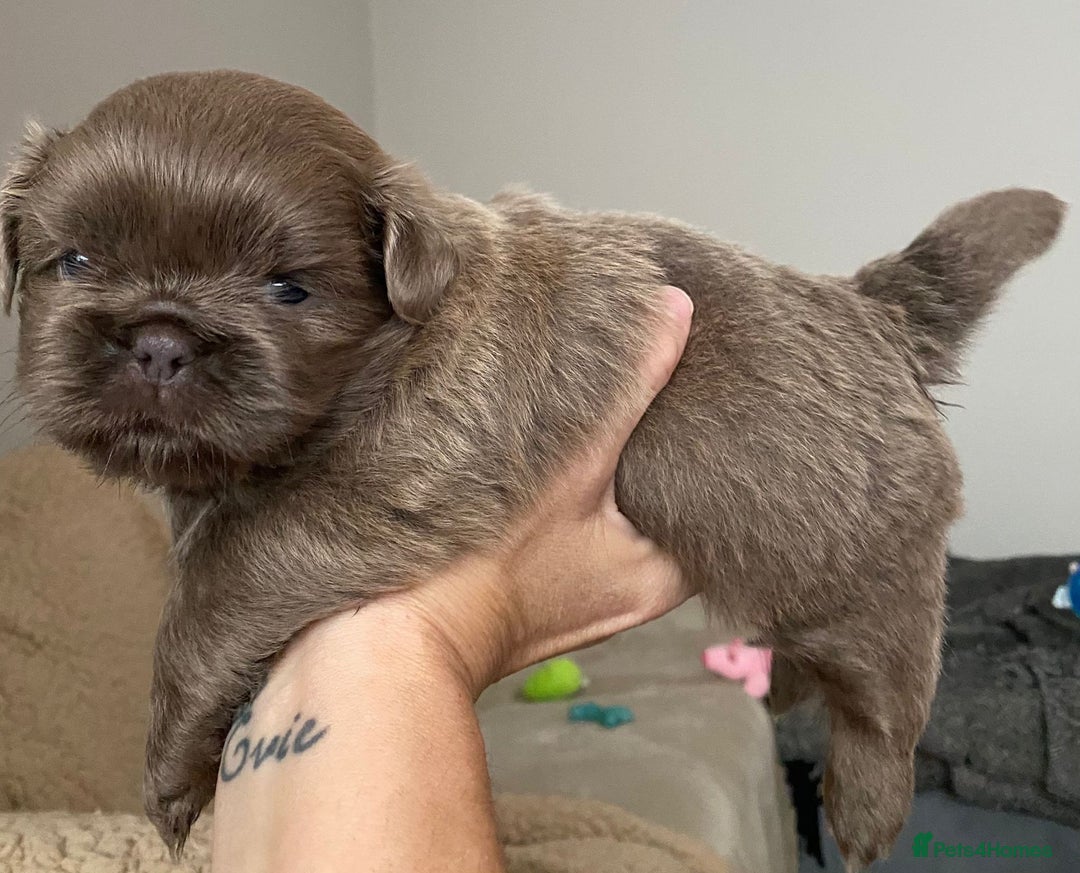 Shih Tzu dogs for sale: BLUE CARRING CHOC/LILAC IMPERIAL BOYS - Image 8