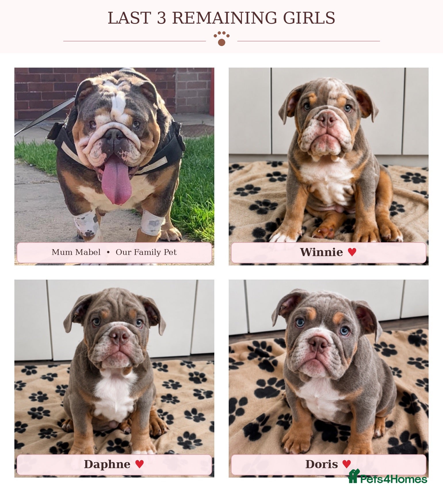 English Bulldog dogs *REDUCED READY TO GO NOW* English Bulldog Puppies  - Advert 1