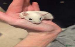 Mouse rodents for sale: Super tame handled African soft fur mice  - Image 14