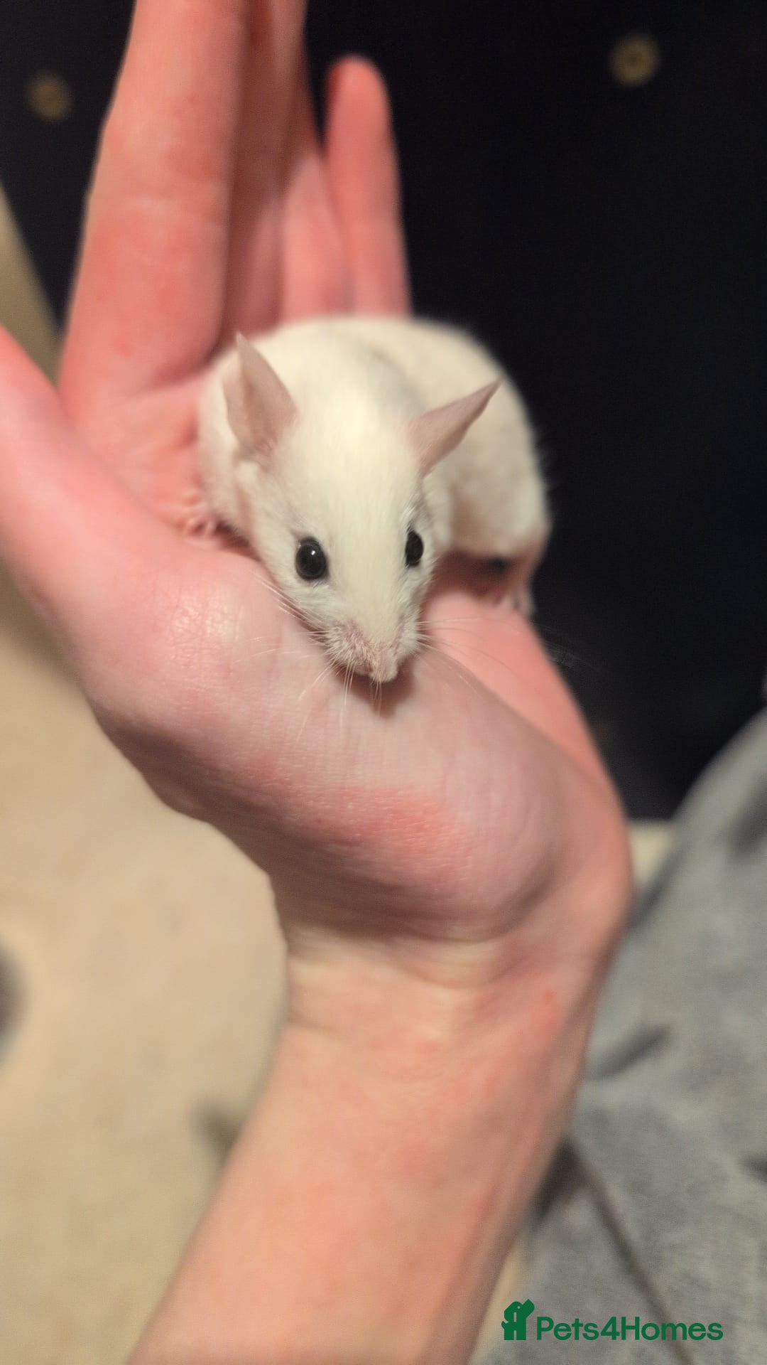 Mouse rodents for sale: Super tame handled African soft fur mice  - Image 14