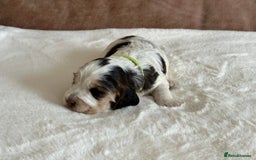 Cocker Spaniel dogs for sale: Extensively Health Tested KC Reg Puppies  - Image 12