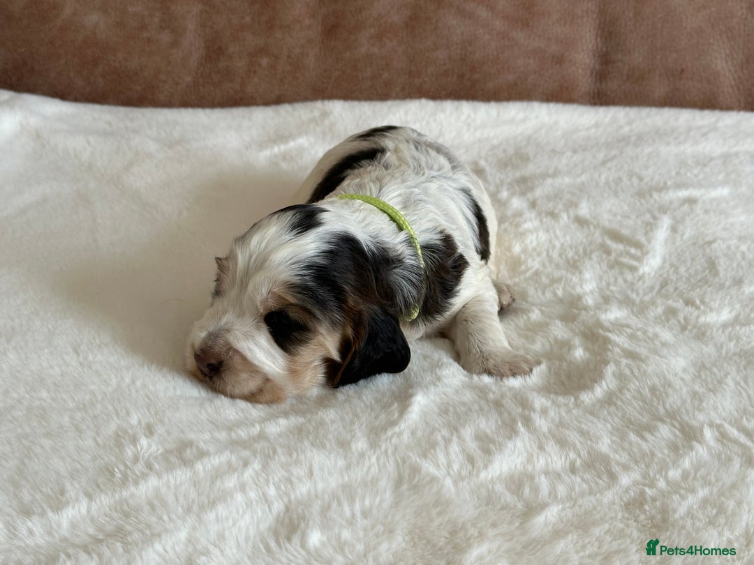 Cocker Spaniel dogs for sale: Extensively Health Tested KC Reg Puppies  - Image 12