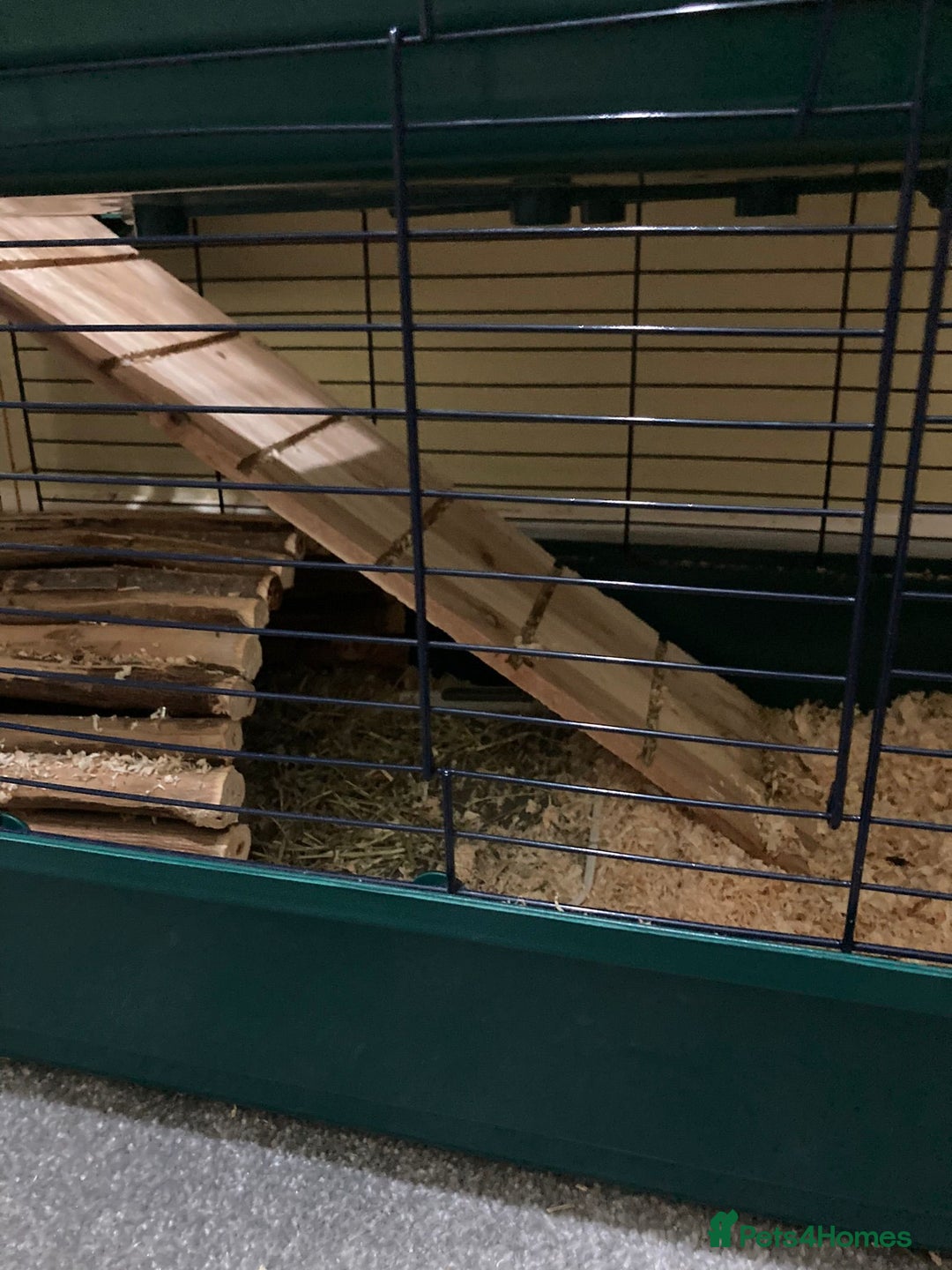 Guinea Pig rodents for sale: 2 guinea pigs with cage and accessories  - Advert 4