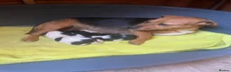 Jack Russell dogs for sale: Jack Russell puppy - Advert 4