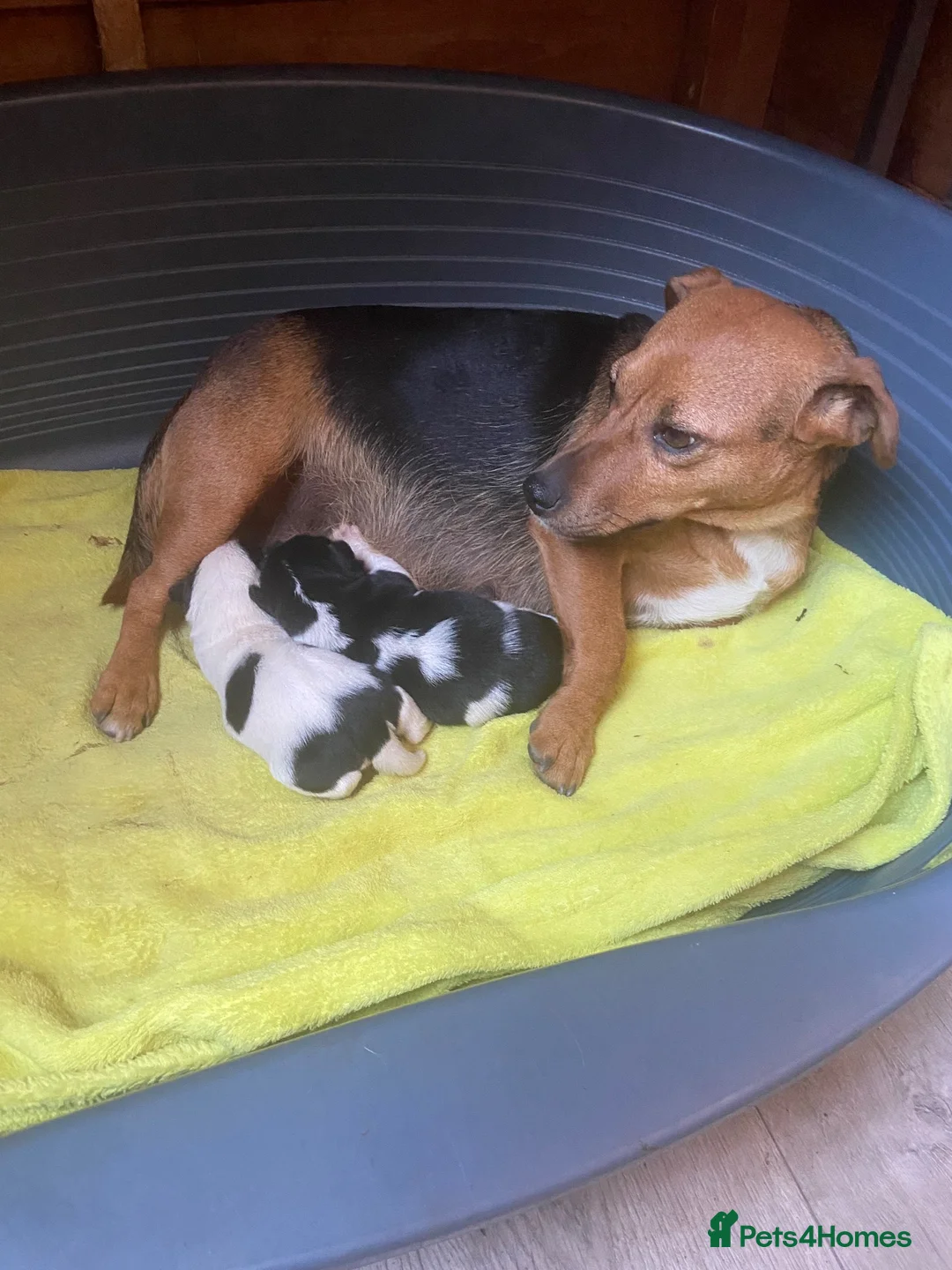 Jack Russell dogs for sale: Jack Russell puppy - Advert 4