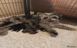 Cavapoo dogs for sale: Gorgeous blue merles & blacks cavapoo puppies  - Image 13