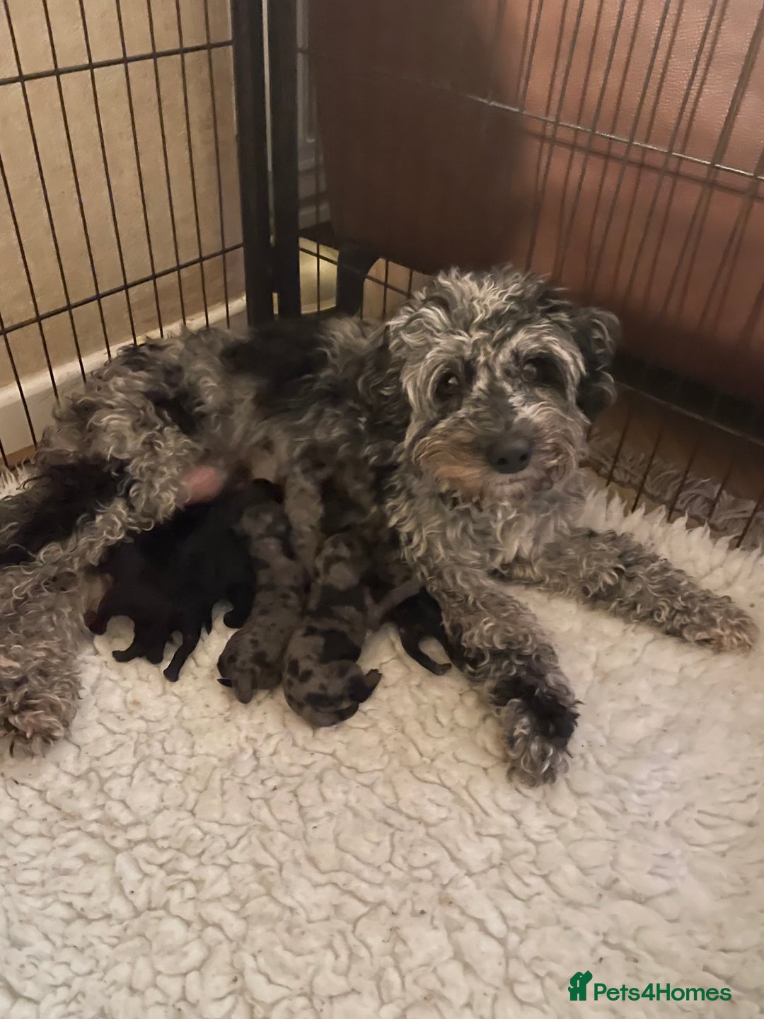 Cavapoo dogs for sale: Gorgeous blue merles & blacks cavapoo puppies  - Image 13