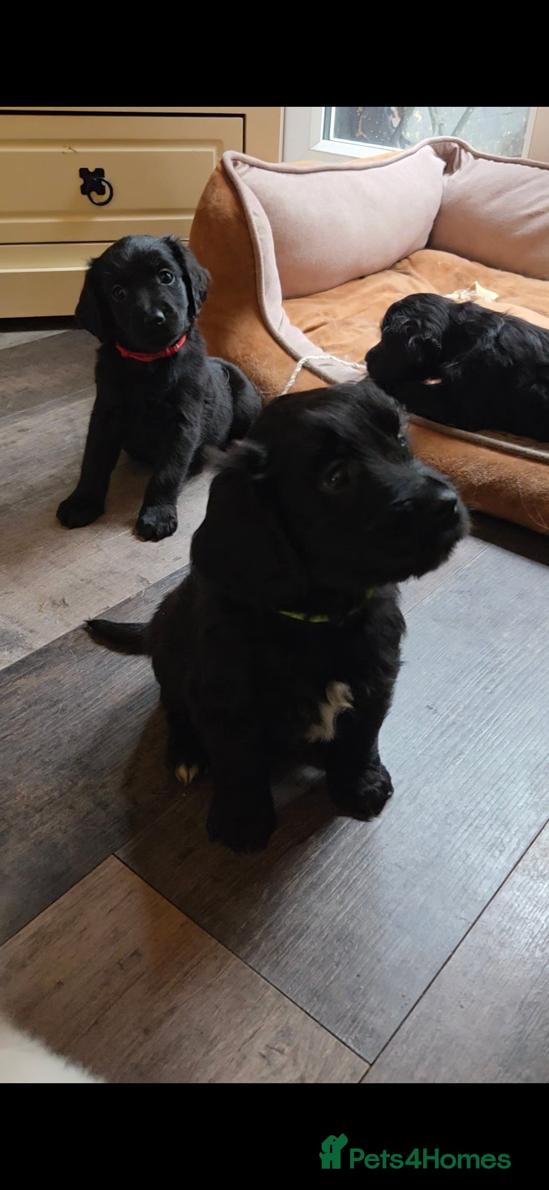 Mixed Breed dogs Golden Retriever X Cockapoo puppies - Advert 12