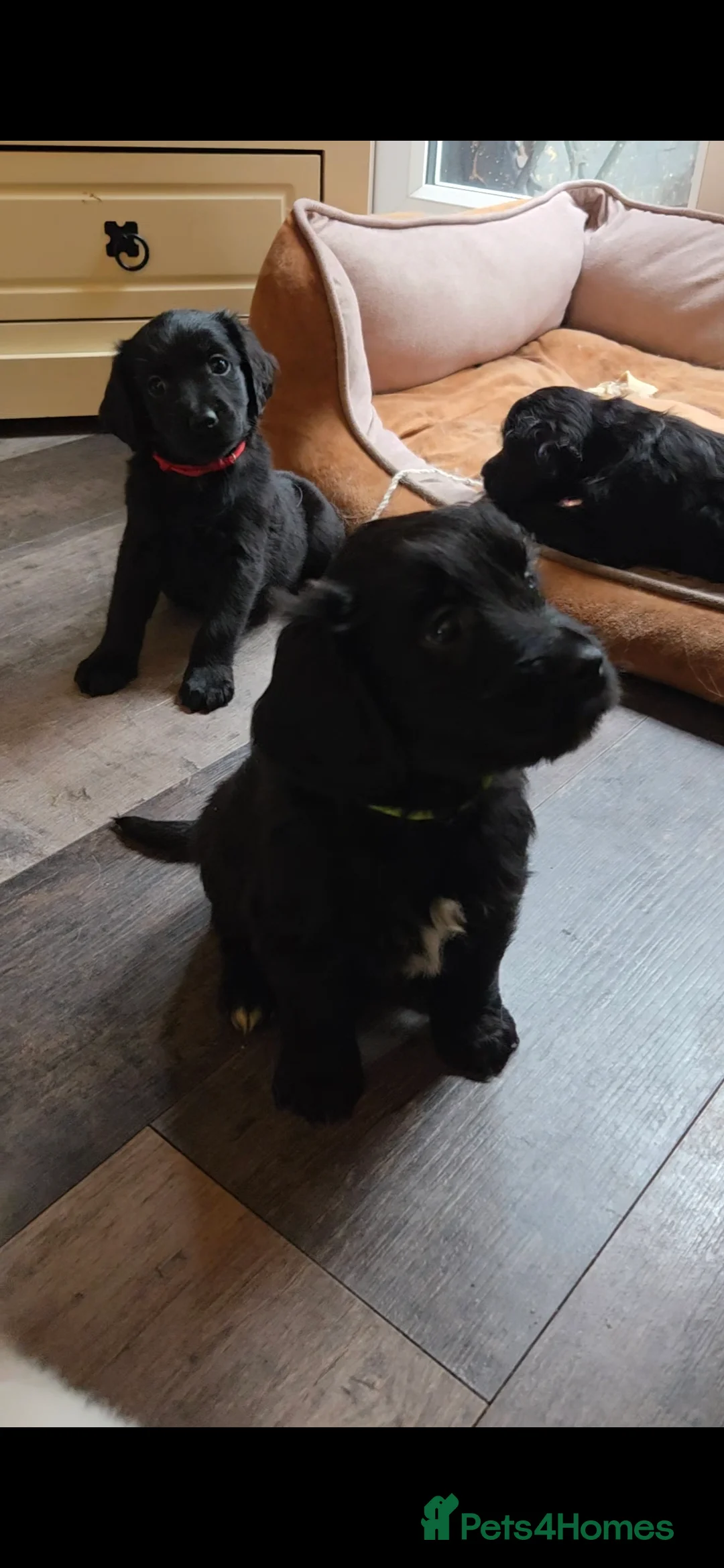 Mixed Breed dogs for sale: LAST TWO! Golden Retriever X Cockapoo puppies - Advert 1