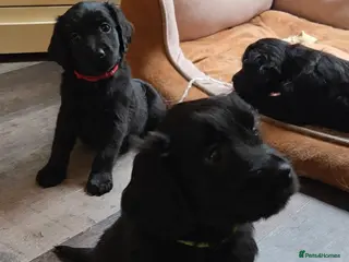 Mixed Breed dogs Golden Retriever X Cockapoo puppies - Advert 12