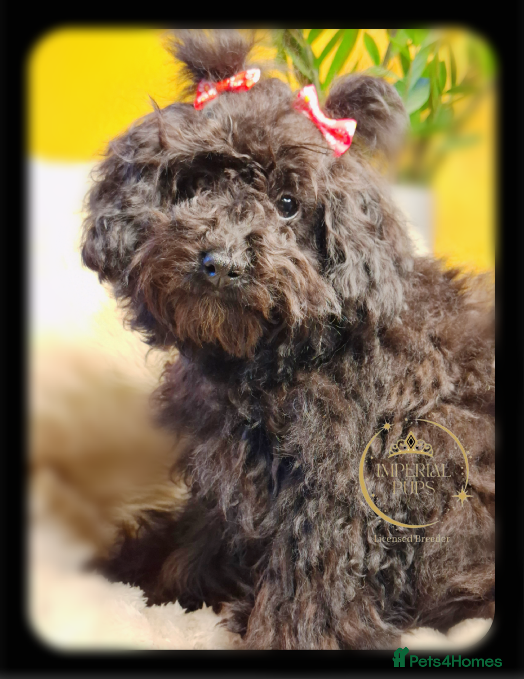 Toy Poodle dogs for sale: Asian toy poodle round eyes sable flat muzzle  - Advert 10