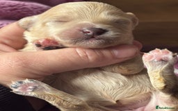 Cavachon dogs for sale: Super friendly, Litter trained Cavapoochon’s - Image 28