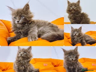 Maine Coon cats Blue Maine coon kittens + DNA health tested - Advert 3