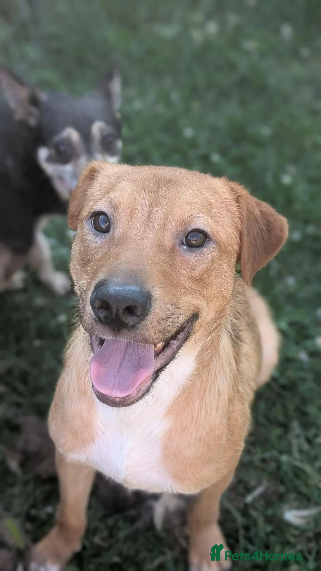 Mixed Breed dogs for adoption: Caesar for adoption - Advert 2