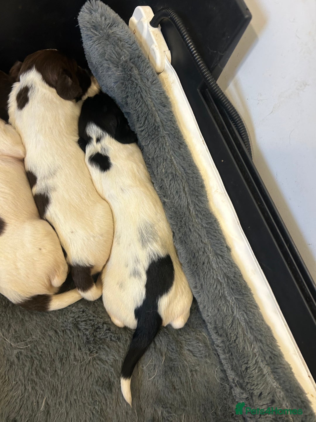 English Springer Spaniel dogs for sale: KC registered Springer spaniels puppies  - Image 36