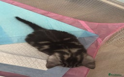 Bengal cats for sale: 4 tabby kittens ready from 20th September  - Image 10