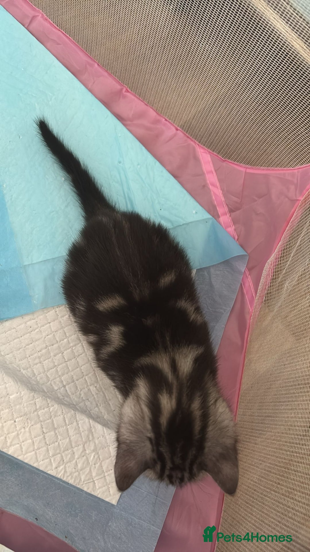 Bengal cats for sale: 4 tabby kittens ready from 20th September  - Image 10