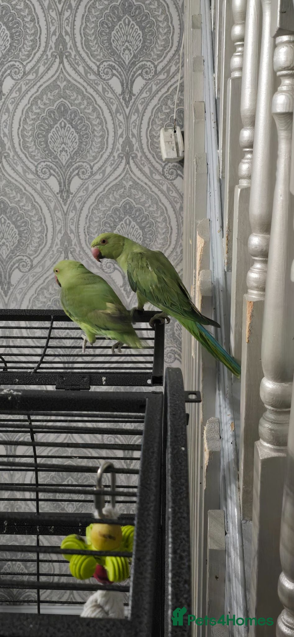 Ringnecks birds 2 indian ring necks - Advert 4