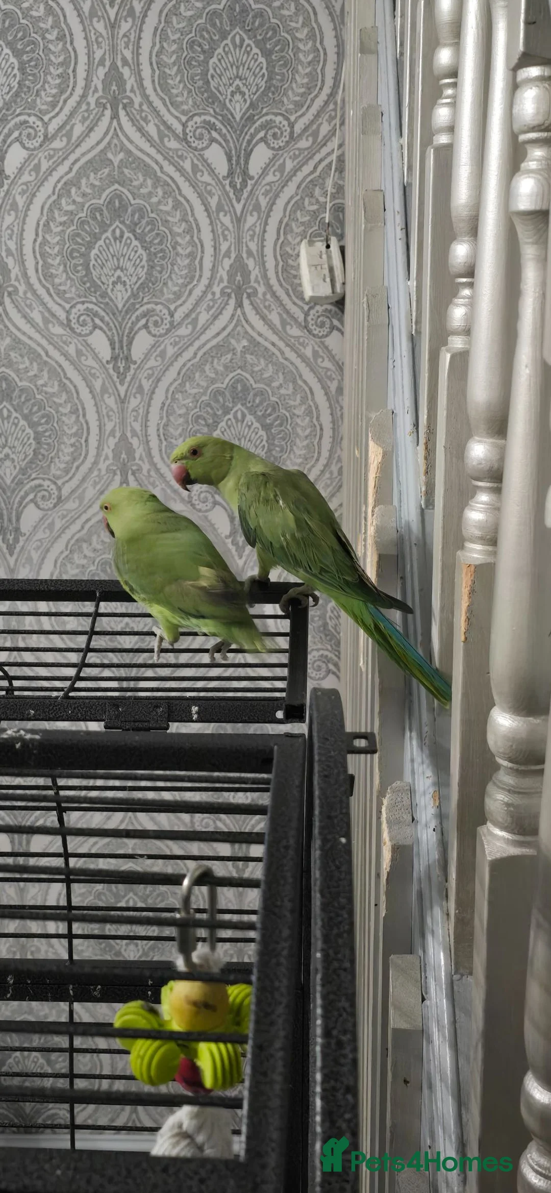 Ringnecks birds for sale: 2 indian ring necks in Rochdale - Advert 1