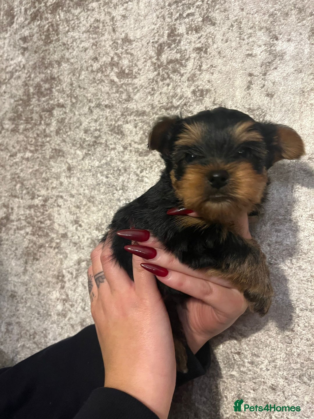 Yorkshire Terrier dogs for sale: Lovely Little Yorkshire Terrier Puppies  - Advert 6