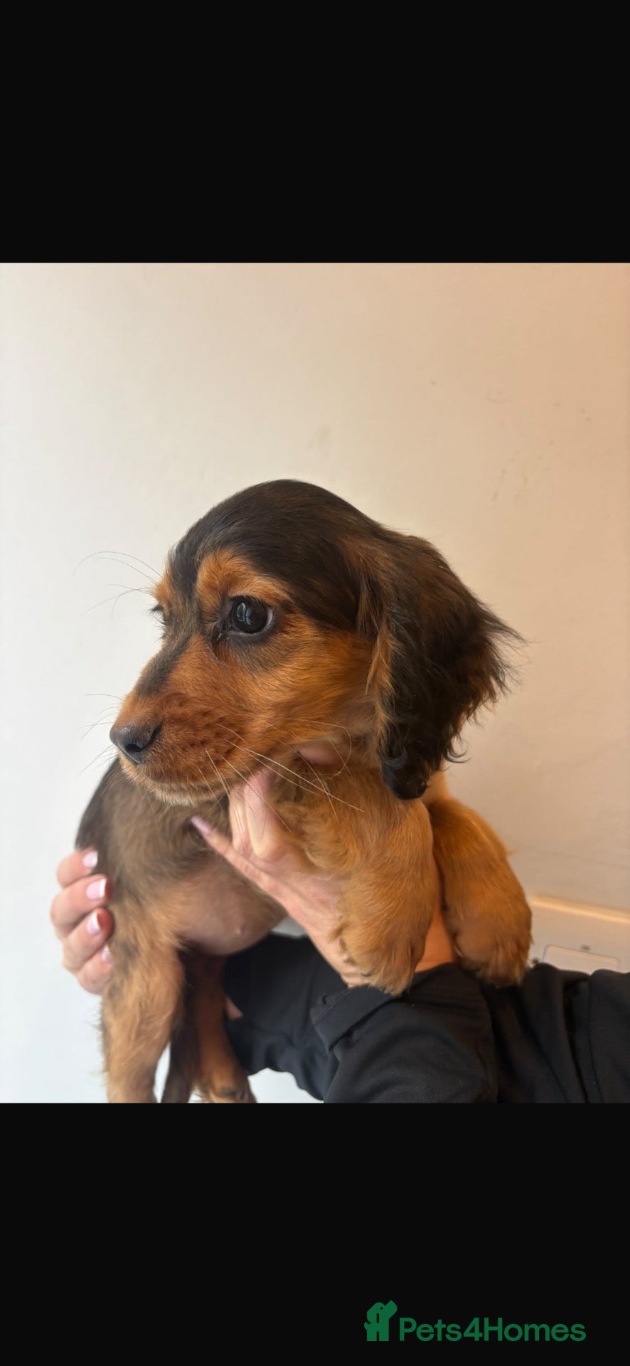 Cocker Spaniel dogs Cocker spaniel pups  - Advert 1