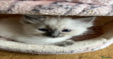 Ragdoll cats - Advert 14