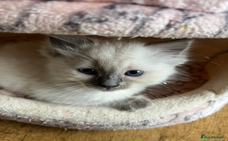 Ragdoll cats - Advert 12