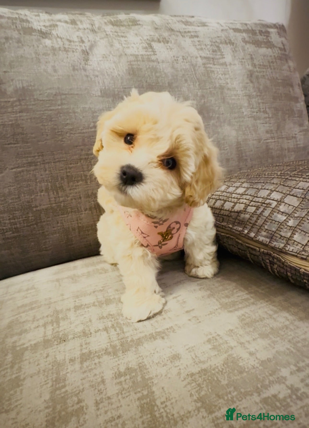 Maltipoo dogs for sale: The most adorable Tiny maltipoo puppies - Advert 1