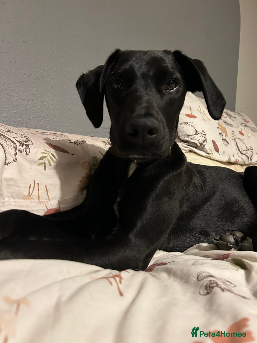 Mixed Breed dogs for sale: Colin, looking for his fur-ever home - Image 3