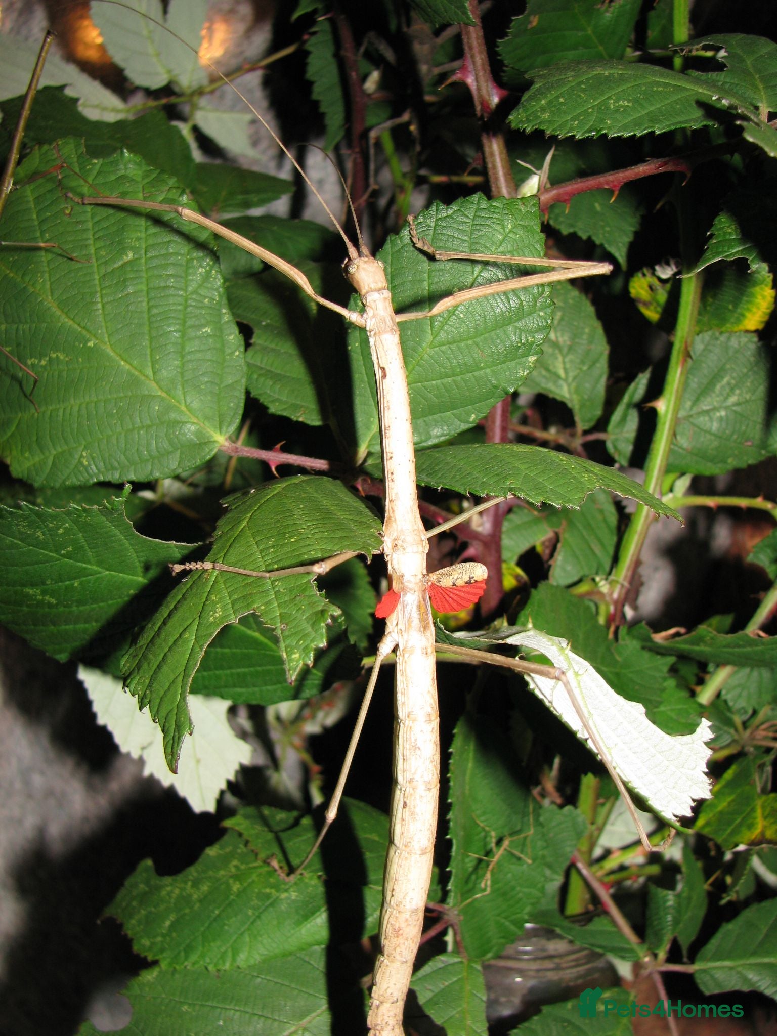 Stick Insects invertebrates Giant Bud-Winged Stick Insects x 6 - Advert 9