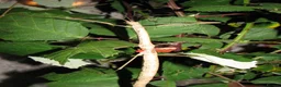 Stick Insects invertebrates for sale: Giant Bud-Winged Stick Insects x 6 - Advert 1